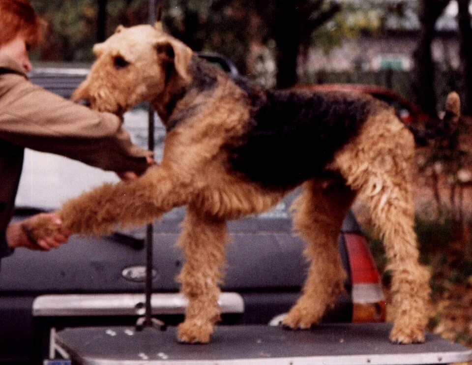Airedale Terrier – foto 3