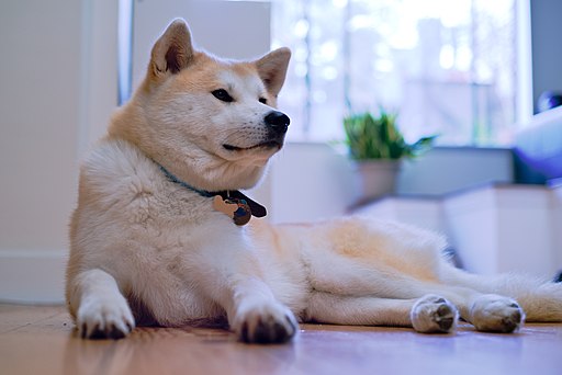 Cachorro ou Gato: Qual é o Pet Ideal para Você?
