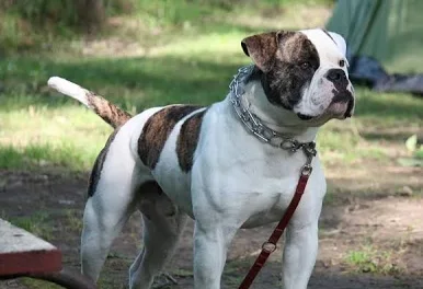 American Bulldog – foto 3