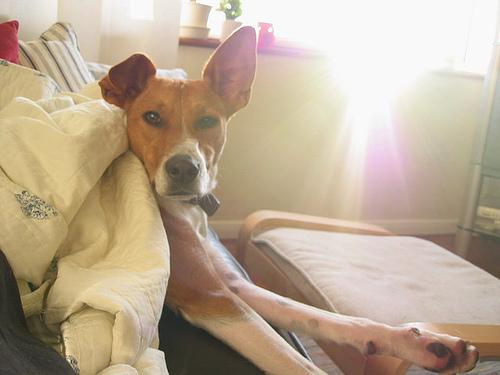 Basenji – foto 3
