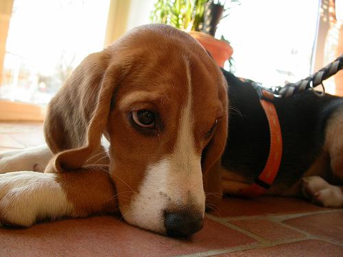 Beagle — cão sociável e ótimo para conviver com gatos