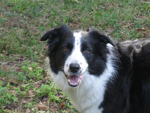 Border Collie