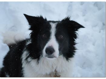 Border Collie – foto 2