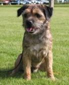 Border Terrier – foto 2