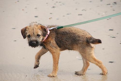 Border Terrier – foto 3