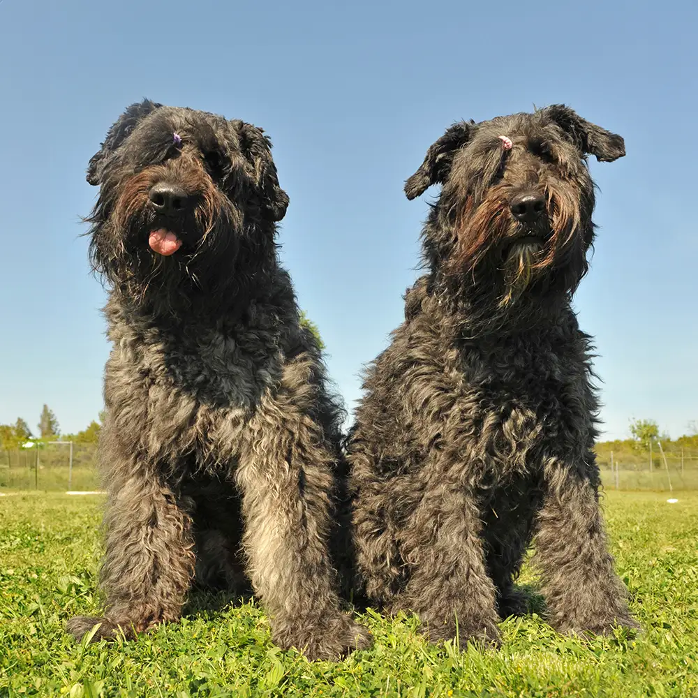 Bouvier des Flandres – foto 2