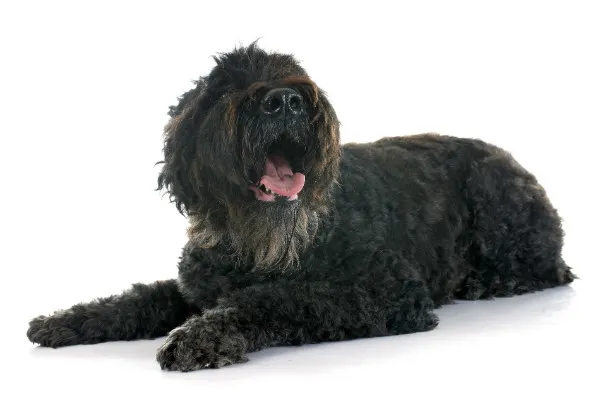 Bouvier des Flandres – foto 3