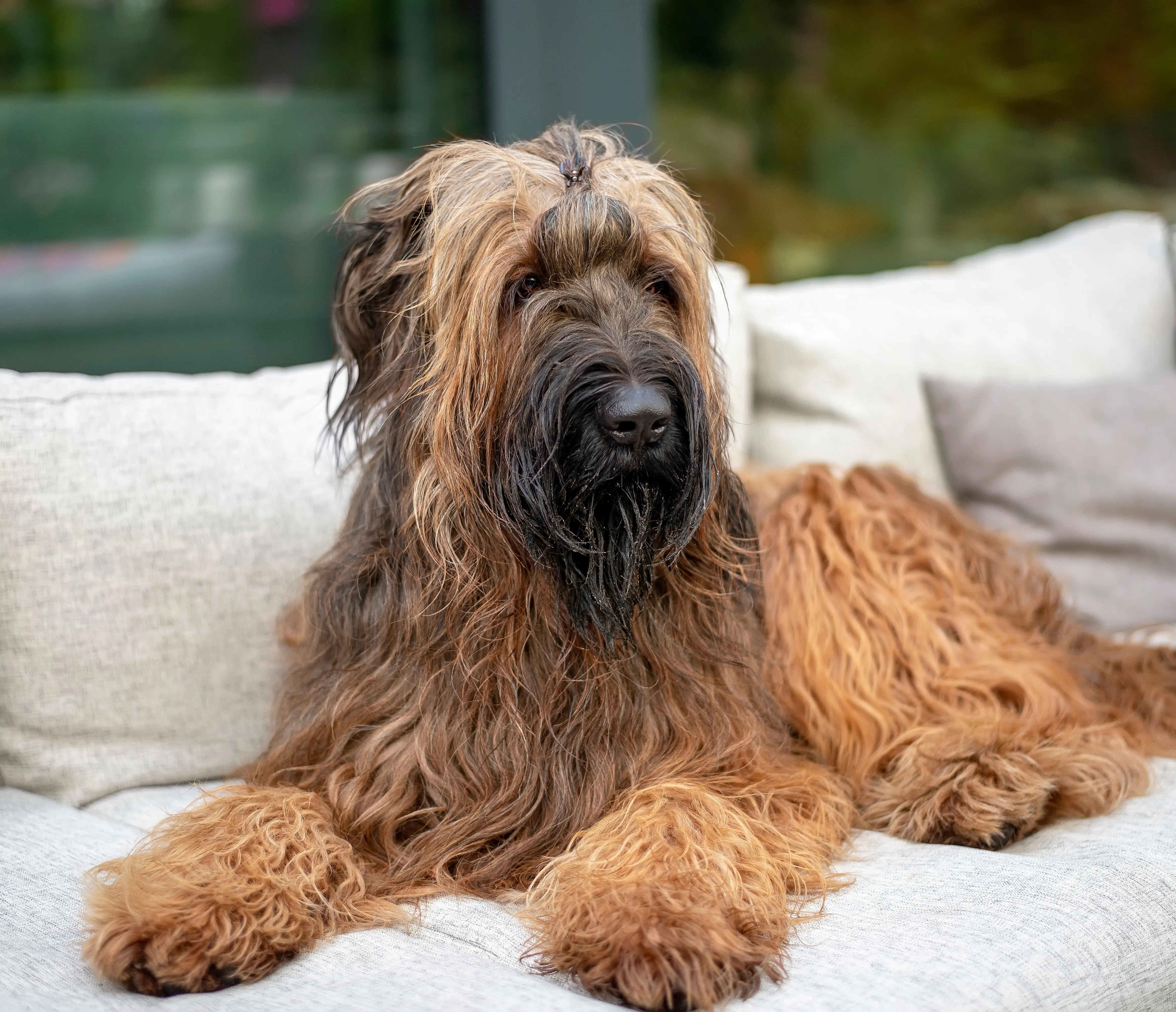 Briard