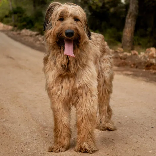 Briard – foto 2