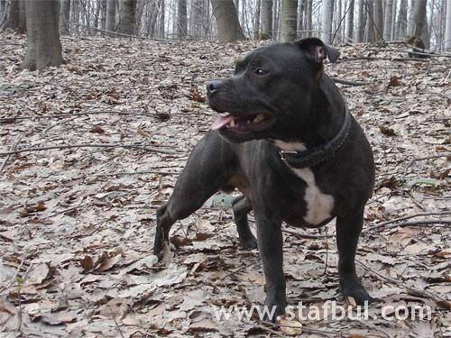 Bull Terrier – foto 3