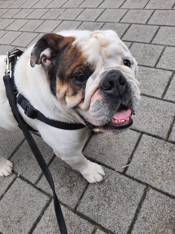 Bulldog Inglês – foto 3