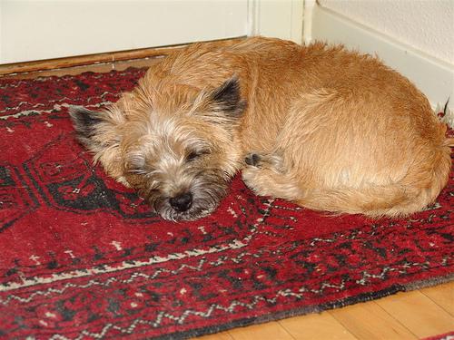 Cairn Terrier