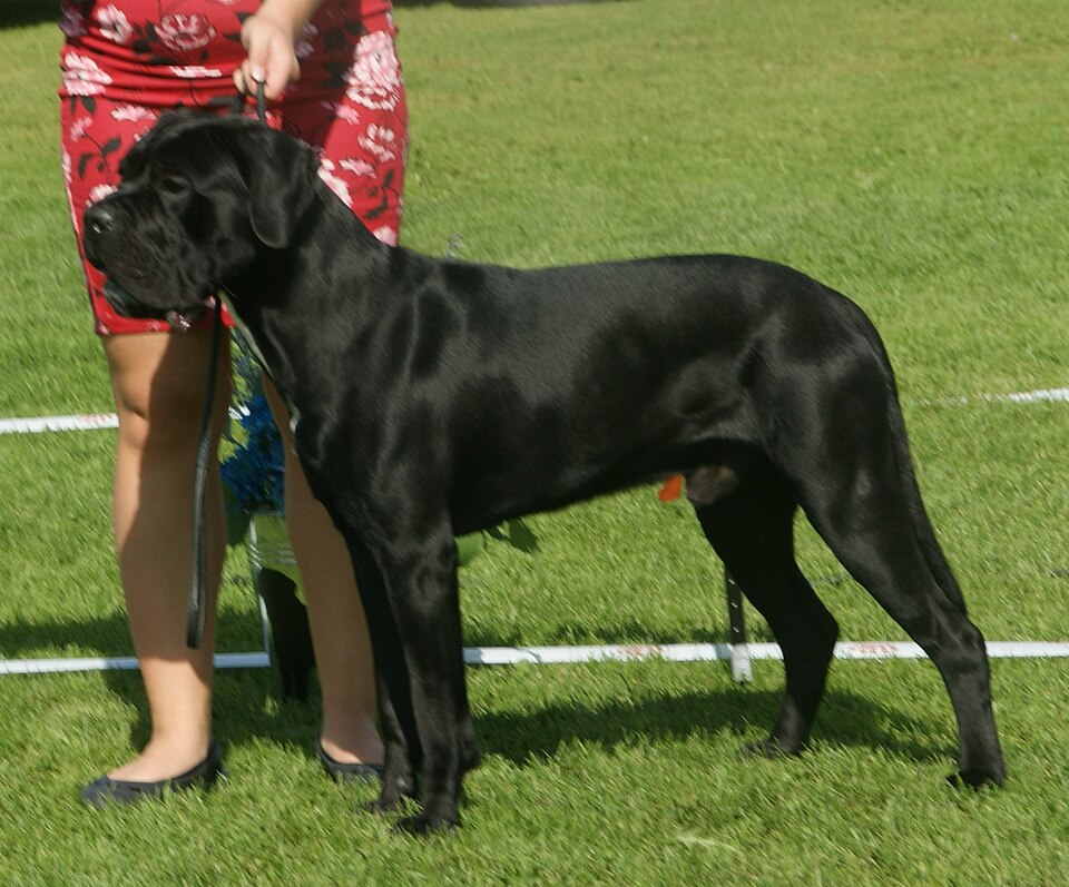 Cane Corso – foto 2
