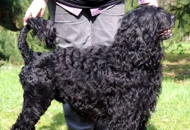 Cão de Água Português – foto 3
