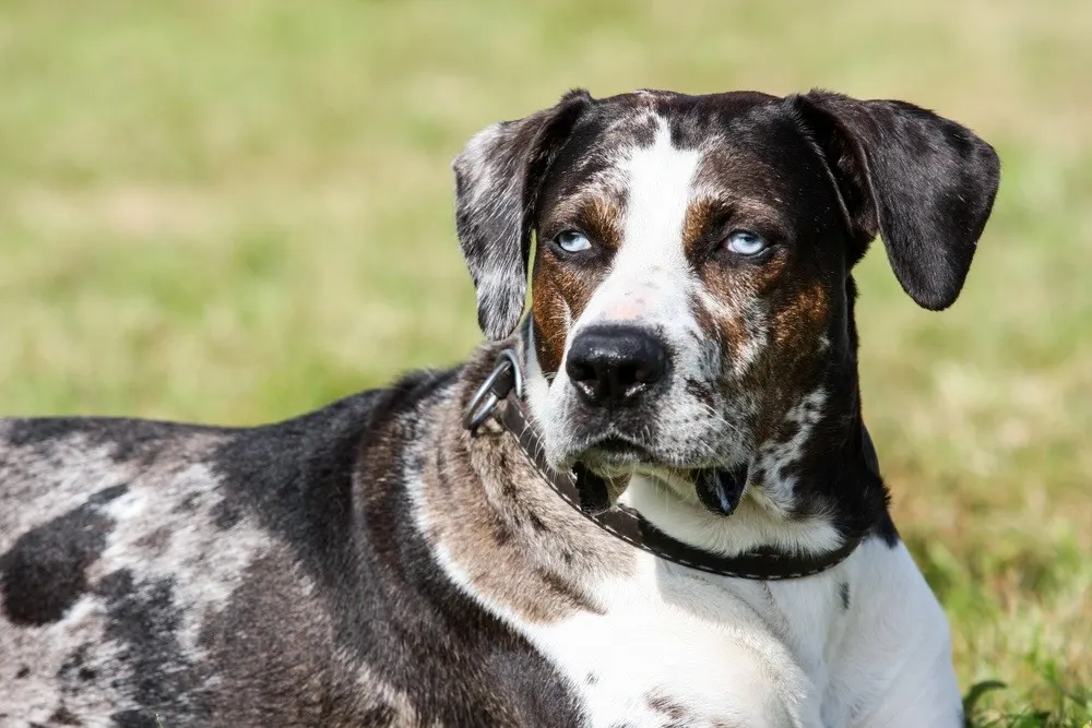 Catahoula – foto 3