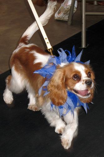 Cavalier King Charles