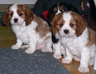 Cavalier King Charles – foto 2