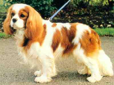 Cavalier King Charles – foto 3