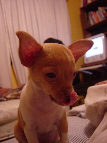 Chihuahua – foto 2
