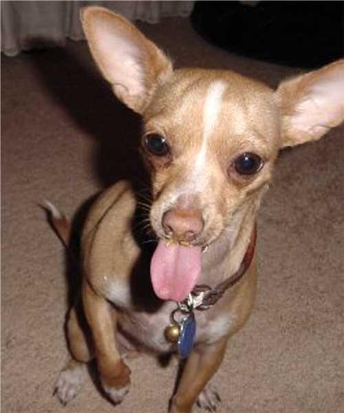 Chihuahua – foto 3