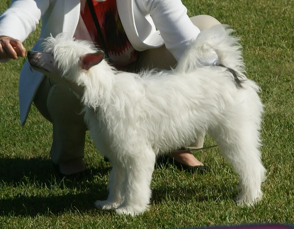 Chinese Crested – foto 2