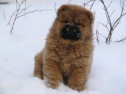 Chow Chow – foto 3