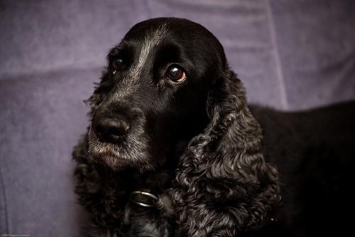 Cocker Spaniel – foto 3