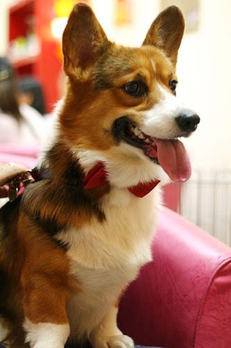 Corgi Pembroke – foto 2