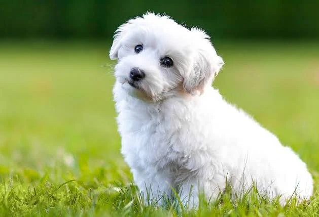 Coton de Tuléar
