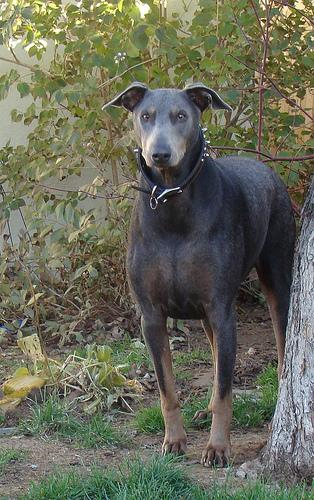 Doberman Pinscher – foto 2
