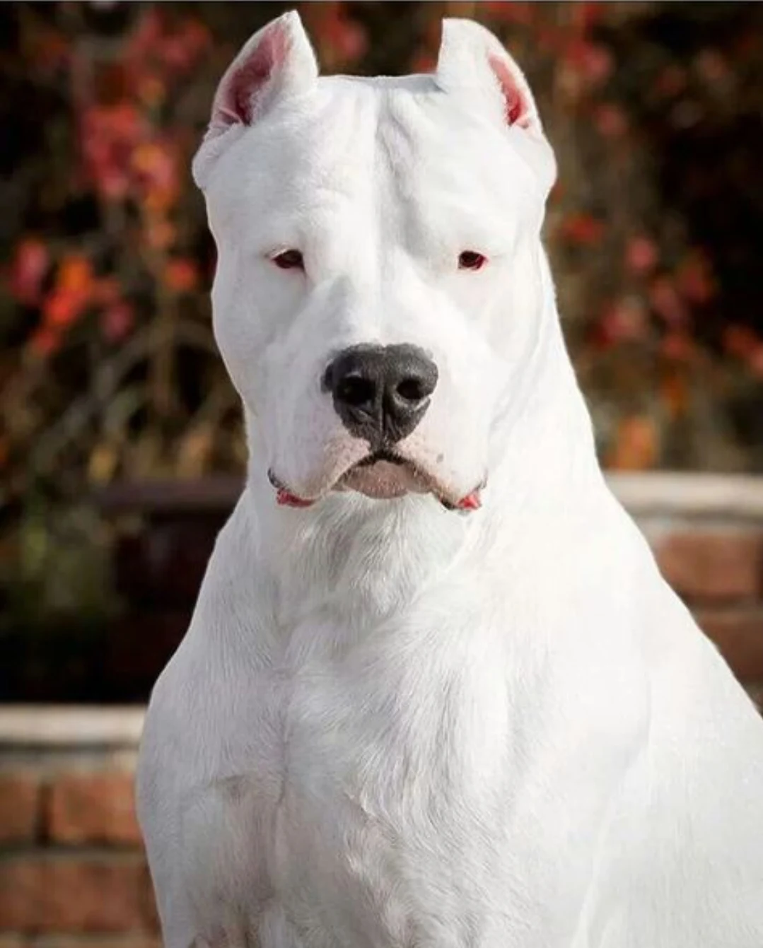 Dogo Argentino – foto 3