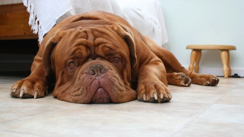 Dogue de Bordeaux – foto 3