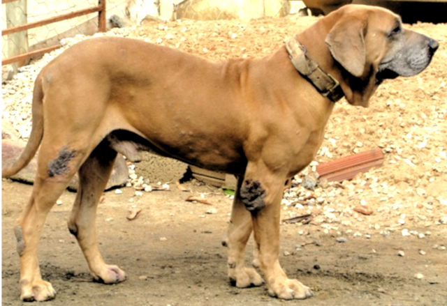 Fila Brasileiro – foto 2
