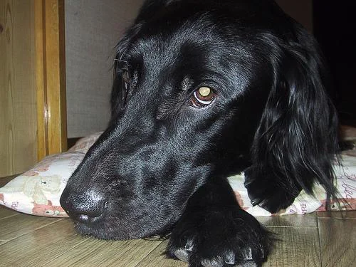 Flat-Coated Retriever – foto 3