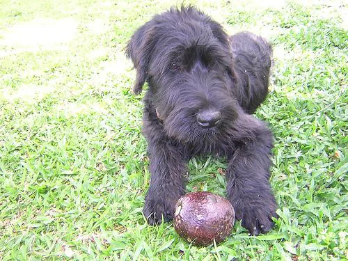 Schnauzer Gigante