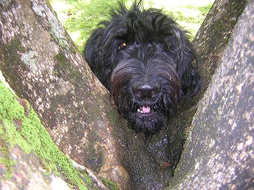 Schnauzer Gigante – foto 2