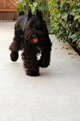 Schnauzer Gigante – foto 3