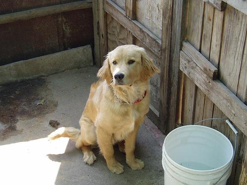 Golden Retriever – foto 3