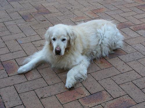 Golden Retriever — um dos cães mais populares do Brasil