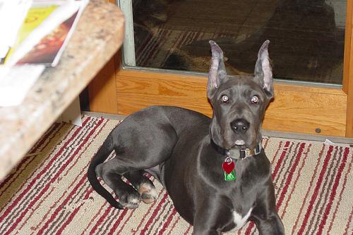 Great Dane – foto 3