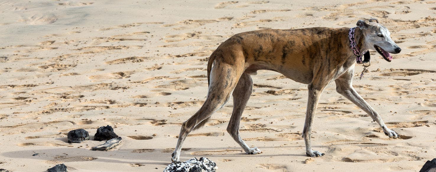 Greyhound – foto 3