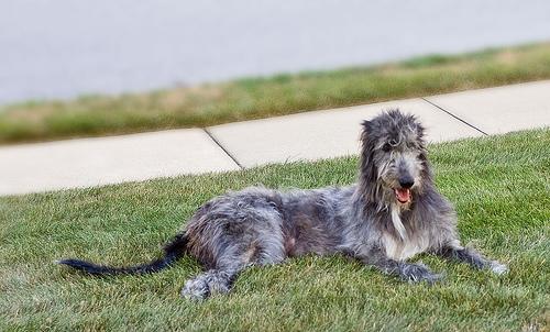 Irish Wolfhound