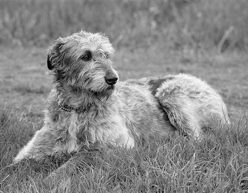 Irish Wolfhound – foto 3