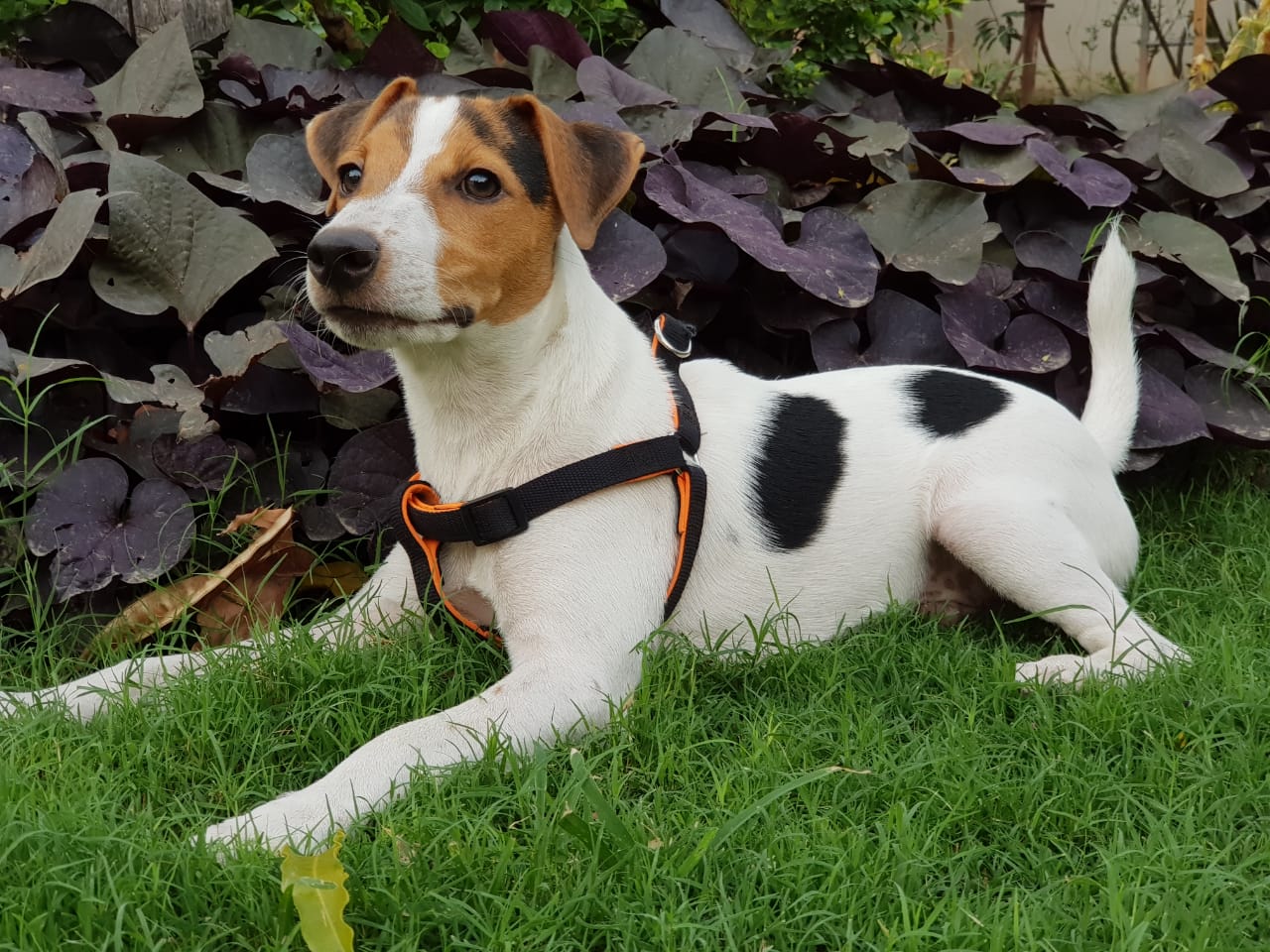 Jack Russell Terrier – foto 3