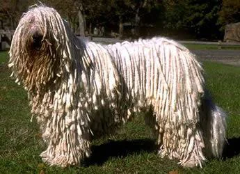 Komondor