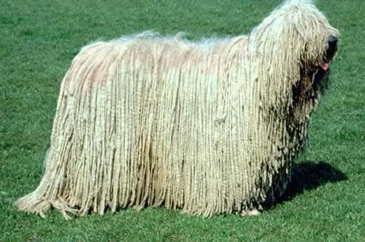 Komondor – foto 3