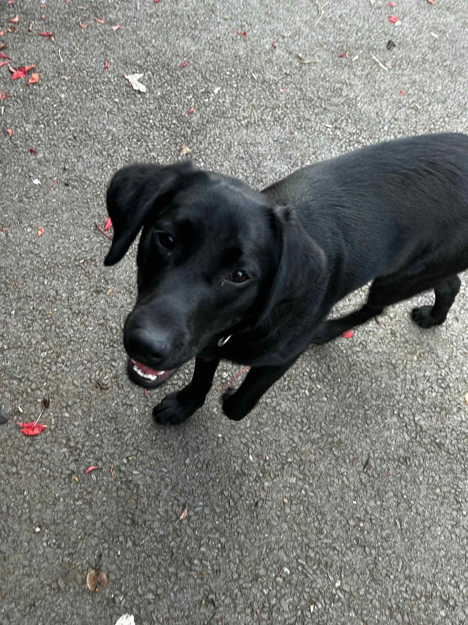 Labrador Retriever – foto 2