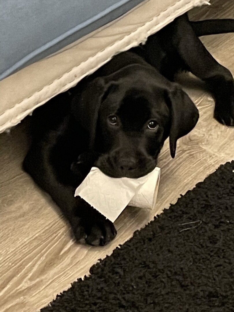 Labrador Retriever – foto 3