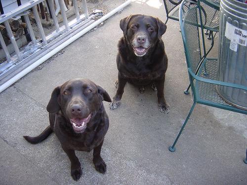 Labrador Retriever — raça popular com custos moderados