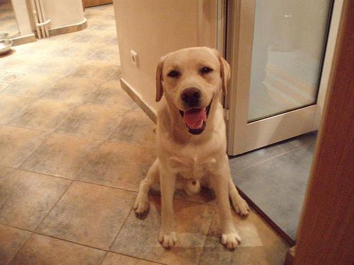 Labrador Retriever — cão vacinado e saudável